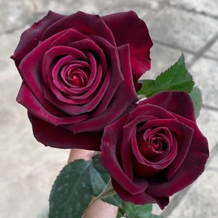 新品 暗香 月季玫瑰花苗 黑巴克升级版 浓香灌木大花勤花庭院盆栽