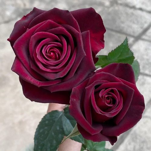 新品 暗香 月季玫瑰花苗 黑巴克升级版 浓香灌木大花勤花庭院盆栽