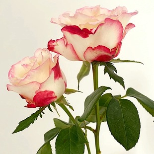 花苗 月季 大花灌木勤花直立切花玫瑰阳台庭院盆栽 红唇 新品