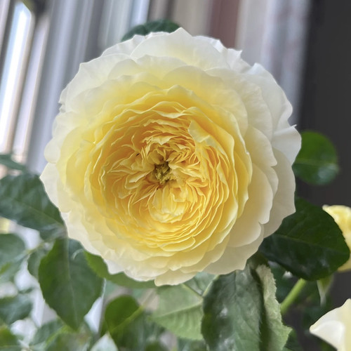 新品 浮光 月季花苗 大花重瓣灌木多头勤花月季 庭院阳台盆栽