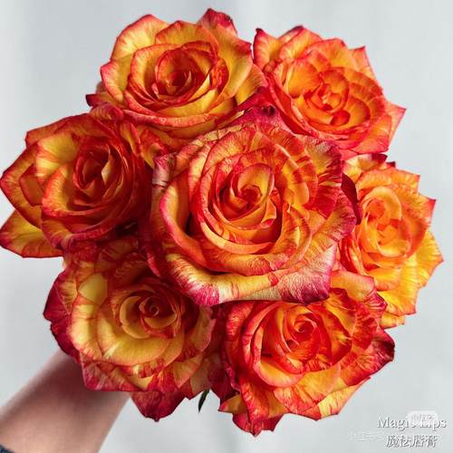 新品 魔法唇膏 月季花苗 大花灌木条纹直立勤花玫瑰 庭院阳台盆栽