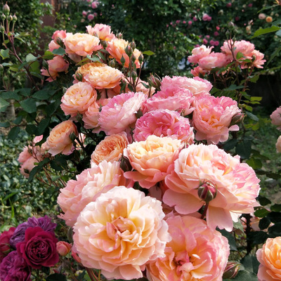 藤本月季花盆栽  安德烈   阳台多季院爬藤花卉攀缘蔷薇苗植物