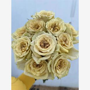 新品 信徒 月季花苗大花灌木 重瓣复古色 切花玫瑰庭院阳台盆栽