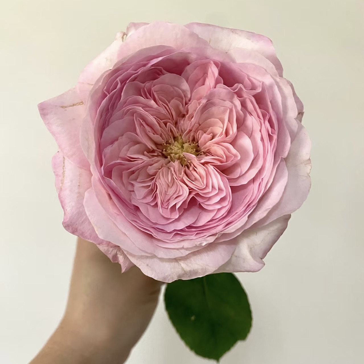 新品 五号香水 月季花苗 大花灌木重瓣直立切花玫瑰庭院阳台盆栽