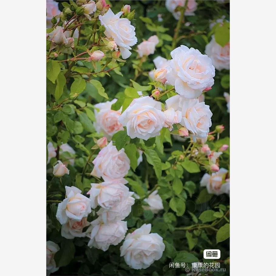 新品 玛婷吉洛 月季花苗藤本爬藤地被植物多头勤花 庭院盆栽