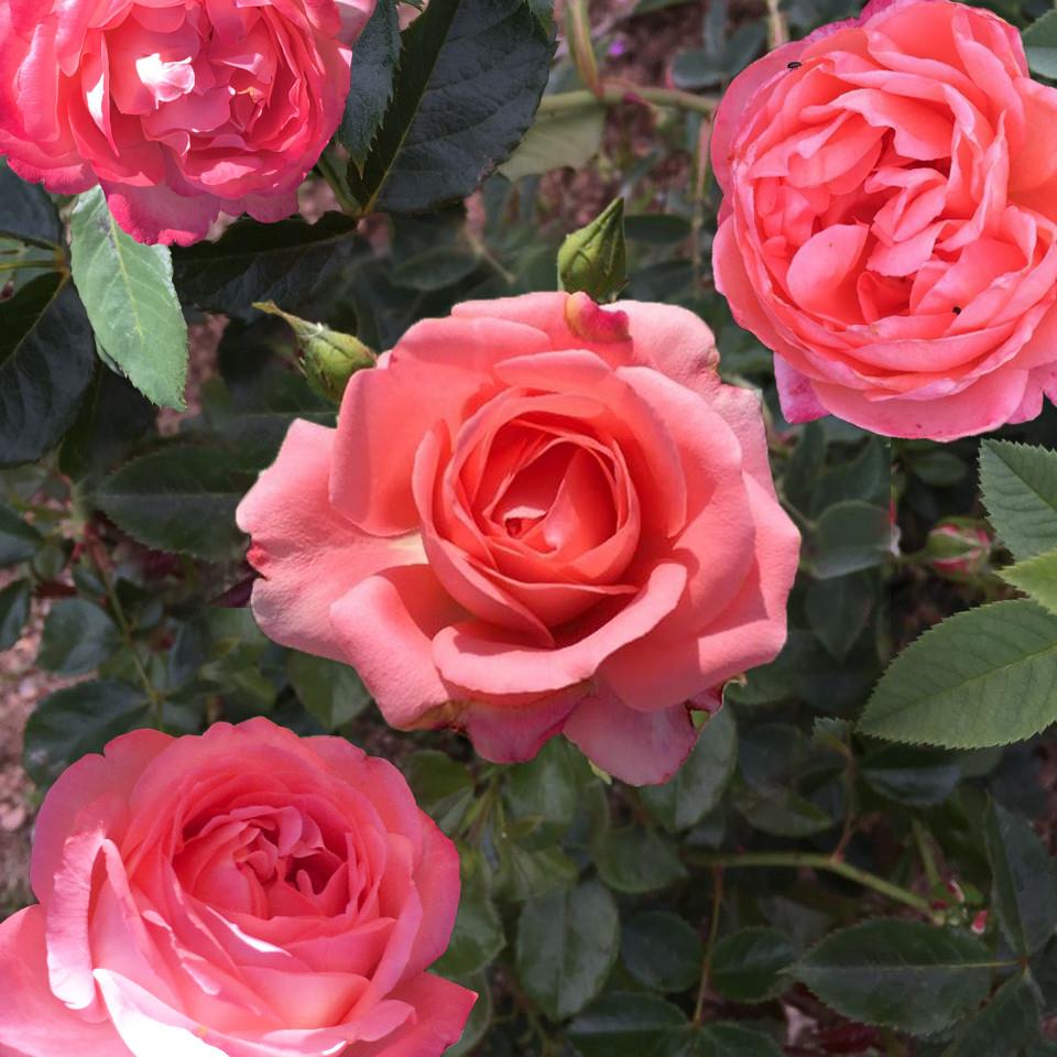 珊瑚珠宝/珊瑚宝石 月季花苗法国戴尔巴德浓香多季阳台盆栽灌木