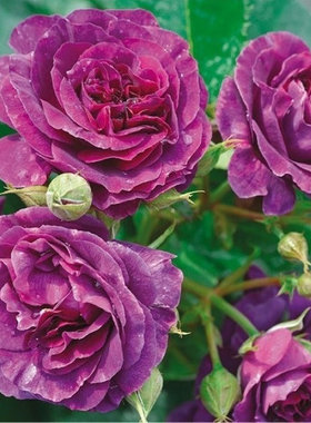 比利时月季花苗 盆栽灌木深紫色花浓香丰花阳台庭院可地栽花植物