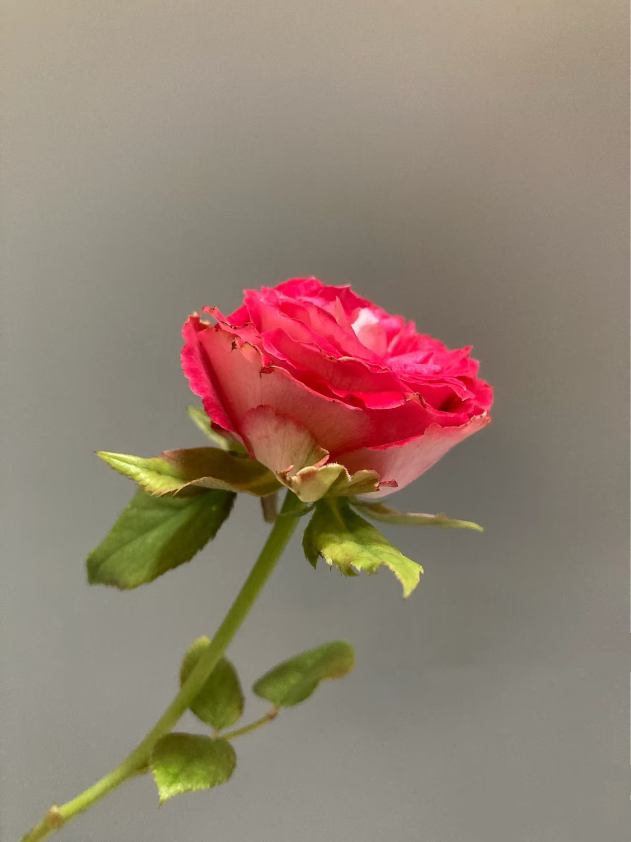 新品【聚会】月季包子型大花月季花苗庭院阳台盆栽勤花