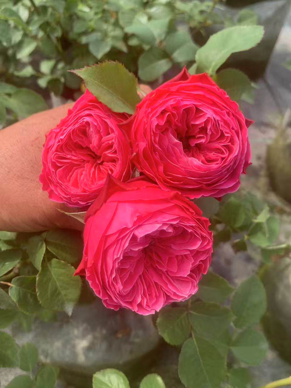 新品 友禅月季花苗 切花灌木 包子型勤花 阳台庭院盆栽耐热