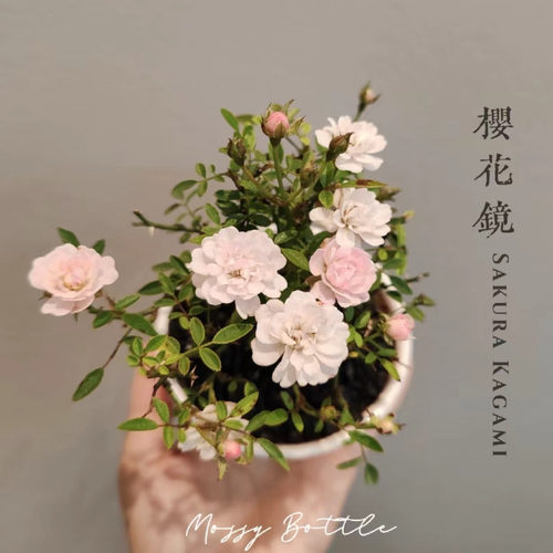微月 樱花镜 月季花苗 微型灌木多头勤花月季 阳台庭院盆栽
