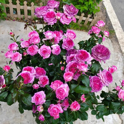 新品 蓝莓蛋糕 法国戴尔巴德超月季花苗多季玫瑰大花浓香紫红色