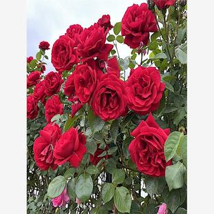 御用马车大花月季庭院地栽藤本月季阳台盆栽丰花玫瑰抗病耐寒耐旱