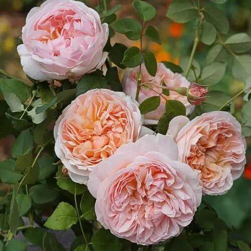 伊芙琳 月季花苗 灌木/藤本浓香 阳台庭院盆栽