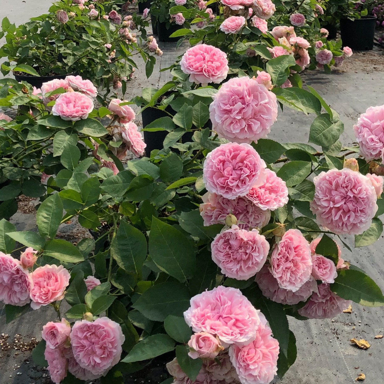 欧月 米兰达 月季花苗 灌木切花 奥斯汀浓香勤花月季庭院阳台盆栽