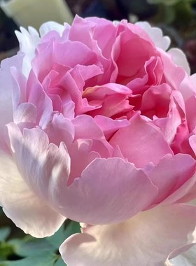 伊芙 繁华都市 大花浓香切花灌木勤花月季玫瑰阳台庭院盆栽