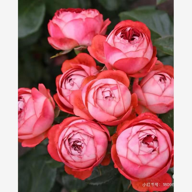 新品 庞贝/庞培 月季花苗灌木大花包子勤花德国科德斯  庭院阳台