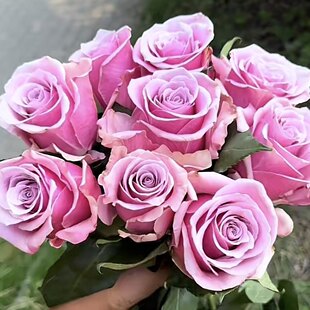 新品 黄金时间 月季花苗 灌木大花切花月季直立勤花 庭院阳台盆栽
