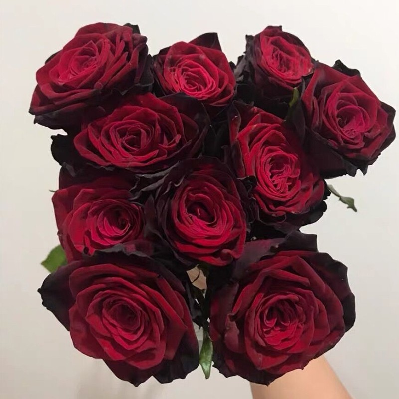 新品 黑金 月季花苗 大花灌木丝绒感勤花月季 庭院阳台盆栽