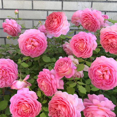 藤本 银禧庆典 月季玫瑰花苗 奥斯汀灌木勤多头浓香大花月季盆栽