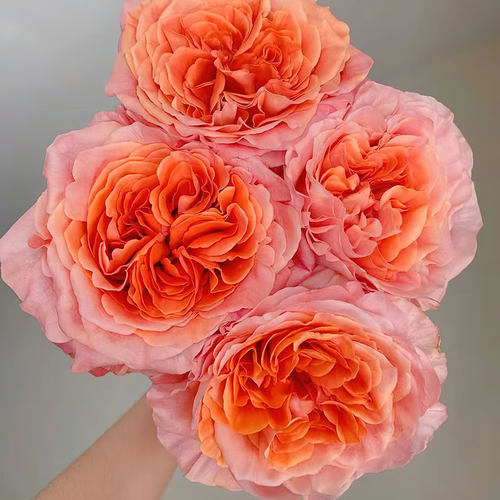 特别情歌 月季花苗 灌木大花 切花玫瑰 直立勤花 抗病 多季