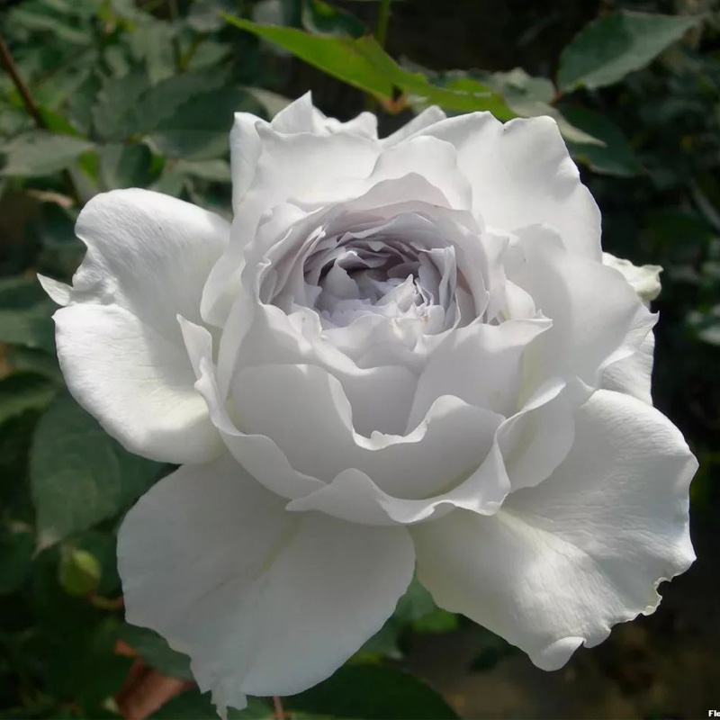 日月 加百列大天使 玫瑰浓香花卉丰花灌木勤花 阳台庭院月季花苗