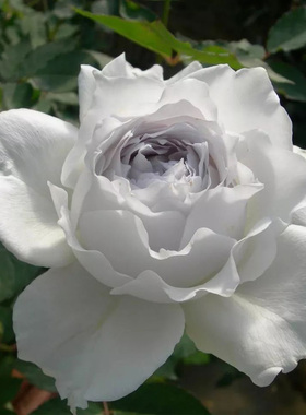 日月 加百列大天使 玫瑰浓香花卉丰花灌木勤花 阳台庭院月季花苗