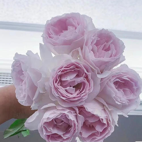 新品 夜光杯 月季花苗 重瓣大花灌木勤花浓香月季 庭院阳台盆栽