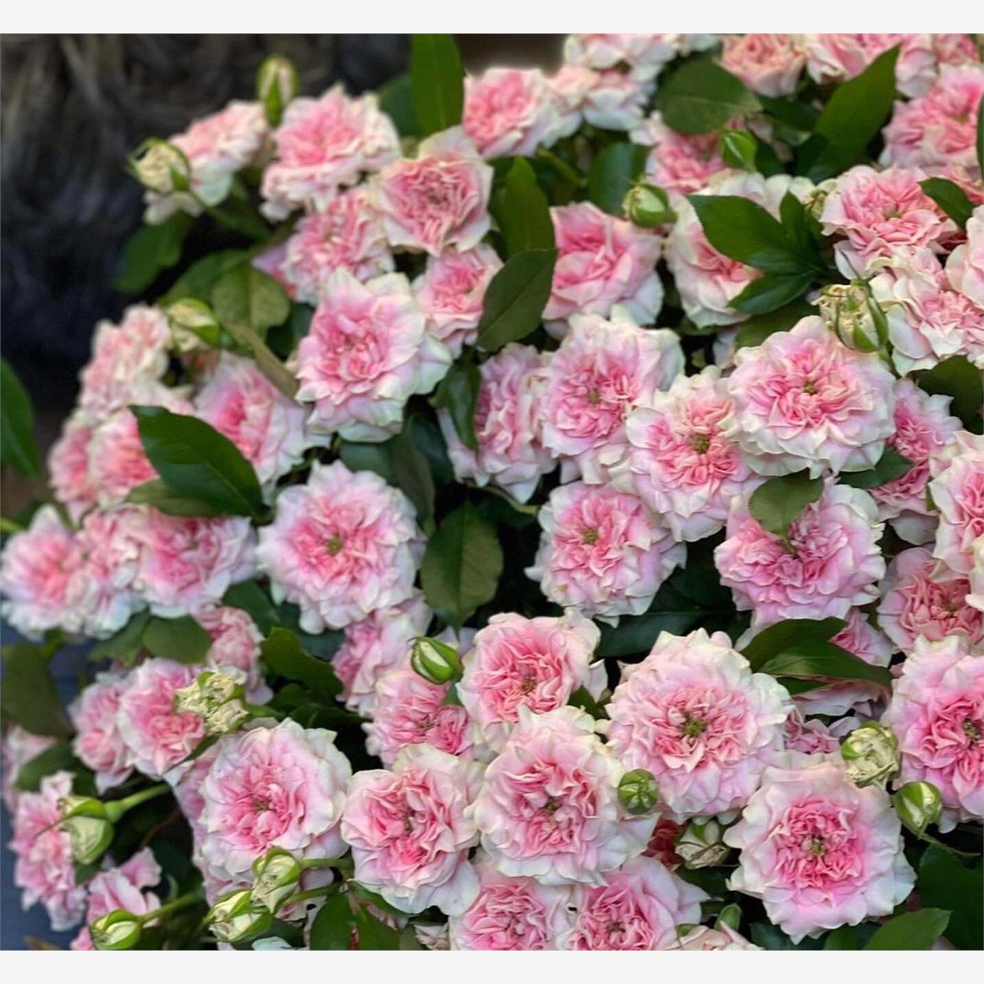 新品 花嫁马卡龙 月季花苗 灌木切花多头勤花月季 庭院阳台盆栽