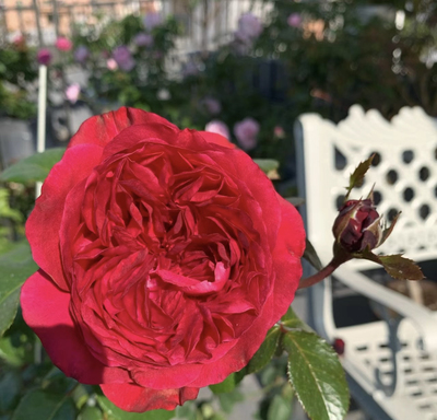 新品 伏旧园之花 月季花苗 戴尔巴德重瓣灌木月季 庭院阳台盆栽