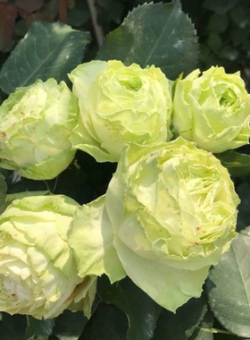 新品 若菜 切花月季花苗浅绿色包子花期持久勤花阳台庭院抗病