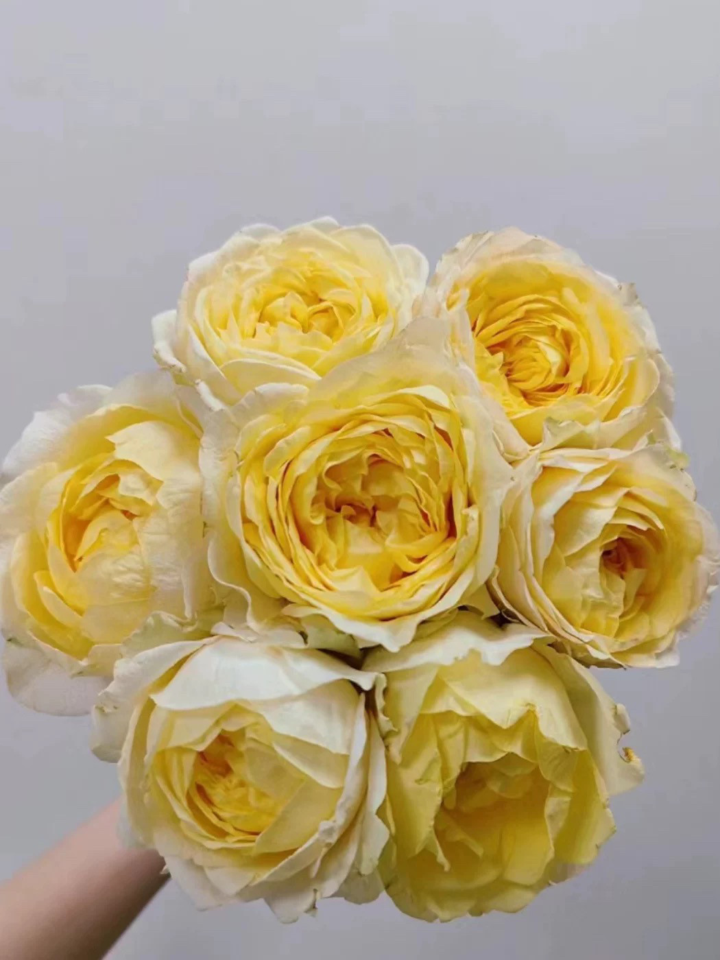 香妃美人月季玫瑰花苗月季大花包子型庭院盆栽四季栽植