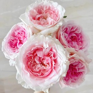 大花勤花灌木月季 花苗 花卉玫瑰阳台庭院盆栽 月季 粉红梅拉新娘