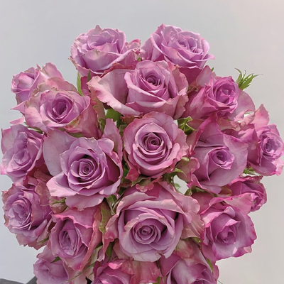 夜莺/紫霞仙子 月季花苗 直立灌木大花月季勤花阳台庭院盆栽花卉