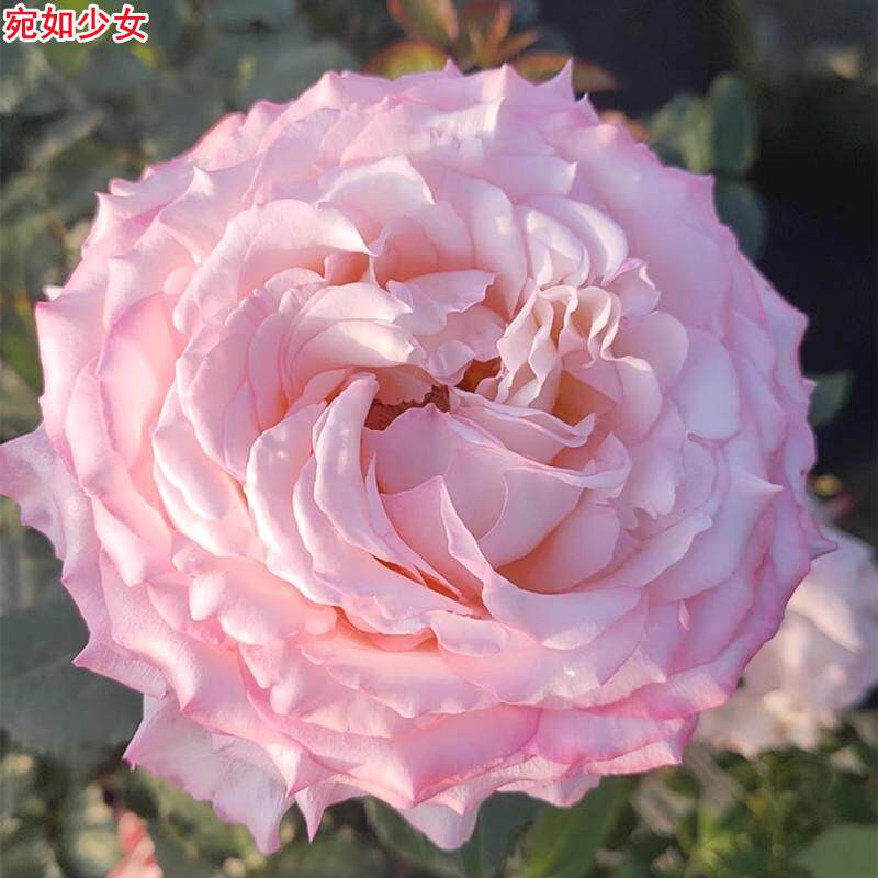 新品 宛如少女/宛若处女 月季花苗大花灌木浓香玫瑰庭院阳台盆栽