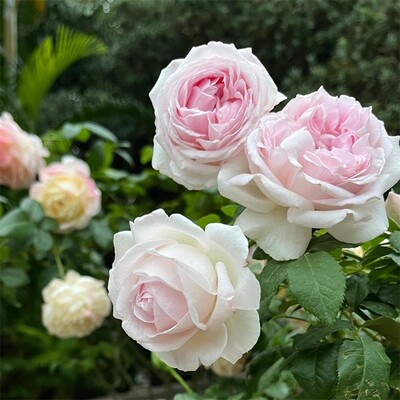 新品 婚礼盒 月季花苗灌木大花浓香勤花包子型月季 阳台庭院盆栽