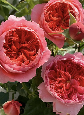 朱砂碗 月季花苗灌木浓香勤花包子型月季阳台花卉庭院盆栽花卉