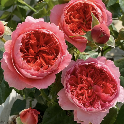 新品 朱砂碗 月季花苗灌木浓香勤花包子型切花月季 阳台庭院盆栽