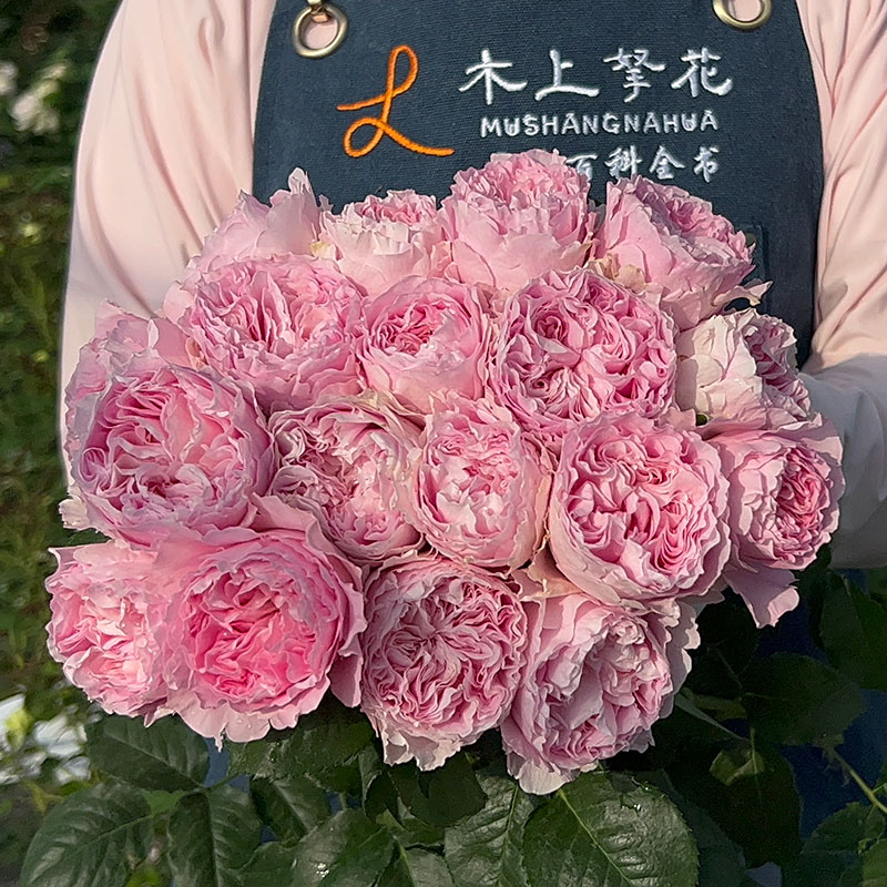 新品 公主蕾丝 月季花苗 切花 灌木大花 粉色玫瑰 多头勤花盆栽