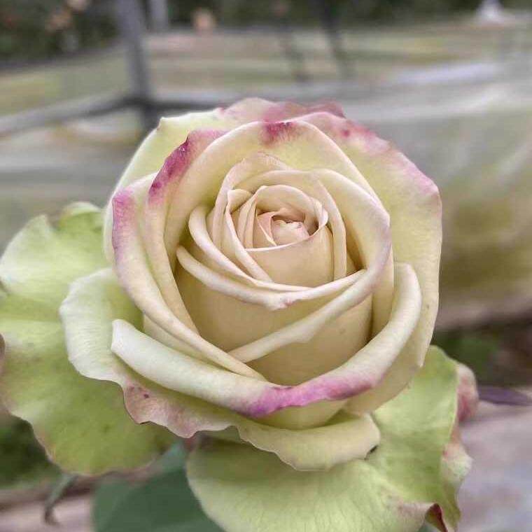 新品 时尚绿 月季花苗直立勤花复古绿高杯切花月季 庭院阳台盆栽,鲜花速递/花卉仿真/绿植园艺,月季/蔷薇/玫瑰,淘宝优惠券,粉丝福利购,淘宝优惠卷