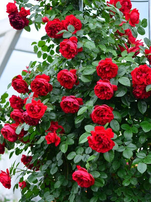 佛罗伦蒂娜月季扦插花苗红色庭院拱门耐寒好养蔷薇爬墙藤本