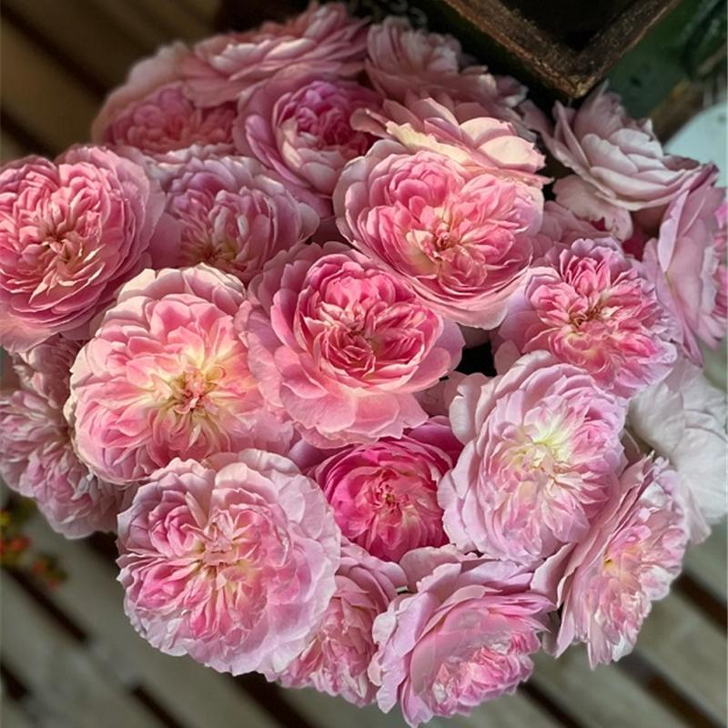 日月 梅克林花边/马林丝纱罗malines/洋 月季花苗 河本灌木勤花