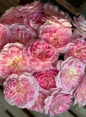 日月 梅克林花边/马林丝纱罗malines/洋 月季花苗 河本灌木勤花