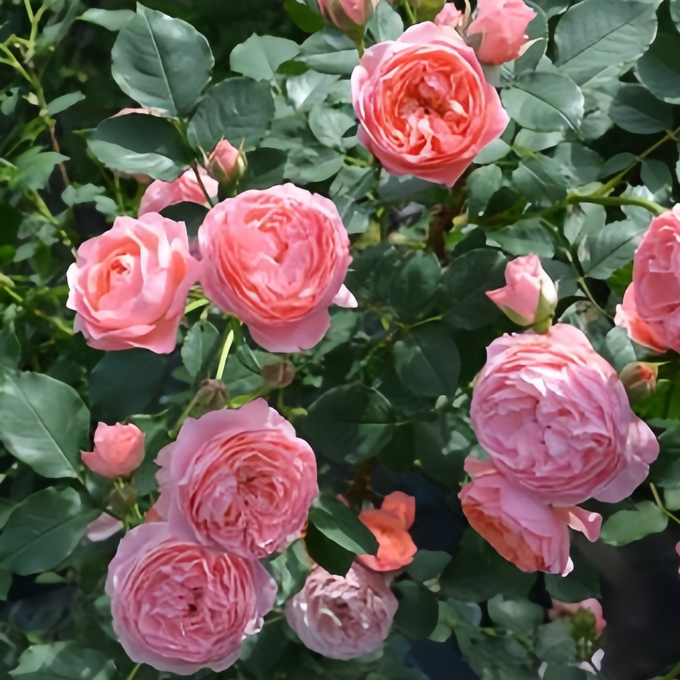 藤本 浪漫芭蕾 月季花苗 可藤可灌多头勤花月季 阳台庭院盆栽地栽