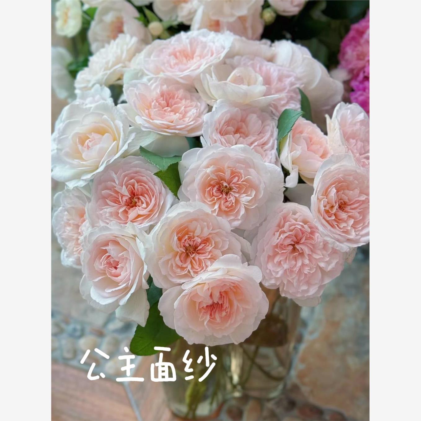 新品 女王面纱/公主面纱 月季花苗大花灌木多头勤花浓香月季盆栽
