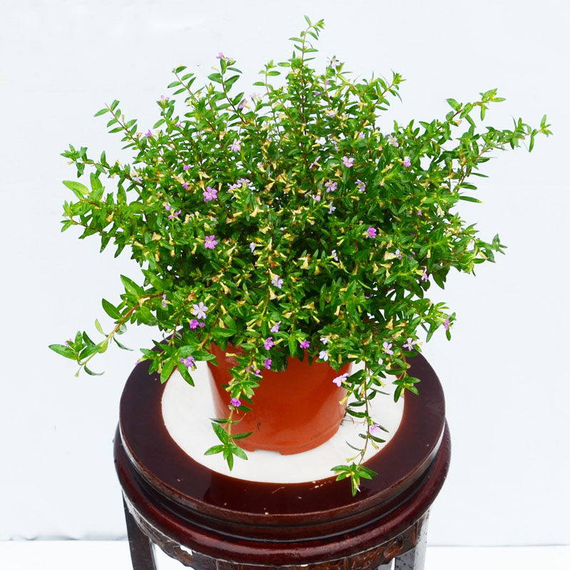 成都满天星盆栽垂吊吊兰植物室内阳台庭院观赏花卉四季开花不断