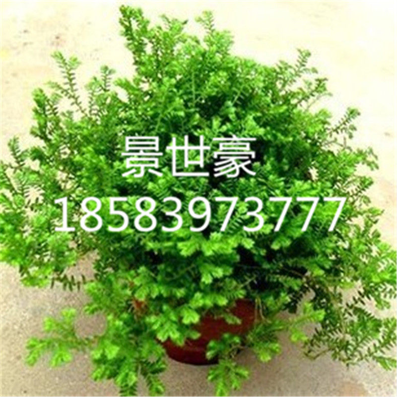 翠云草绿地球青龙草铁线蕨办公室绿植四季常青兰花铺面护盆草