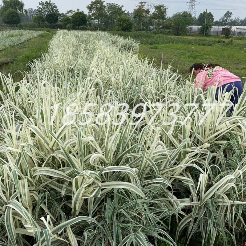 水生花卉花叶芦竹池塘 芦竹苗河道园林净化水质挺水植物花叶芦竹