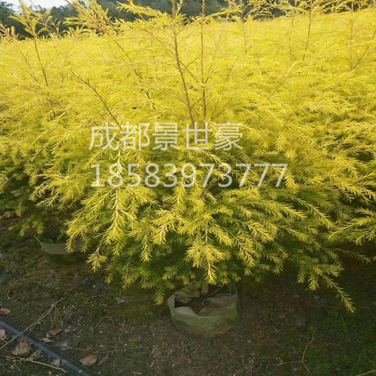 千层金树苗 黄金香柳 澳洲茶树苗 木本植物 庭院耐寒绿植黄金宝树