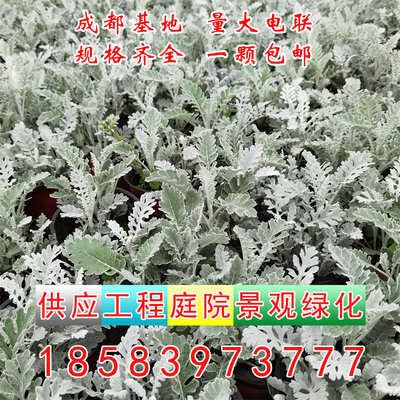 银叶菊雪叶菊 盆栽 芙蓉菊苗阳台开花卉易种植庭院花境植物包邮