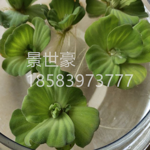 水生植物水芙蓉水葫芦红蓼花叶玉婵玉蝉矢羽芒簏草苗水生植物成都